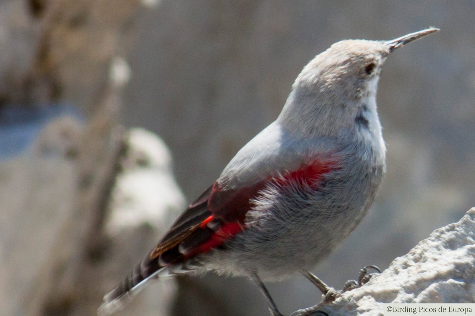 Spotting Alpine Birds in the heart of Picos de Europa