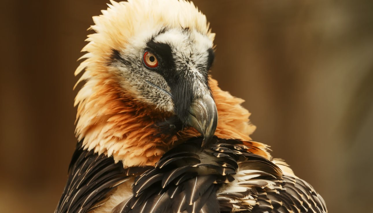 Bearded Vulture