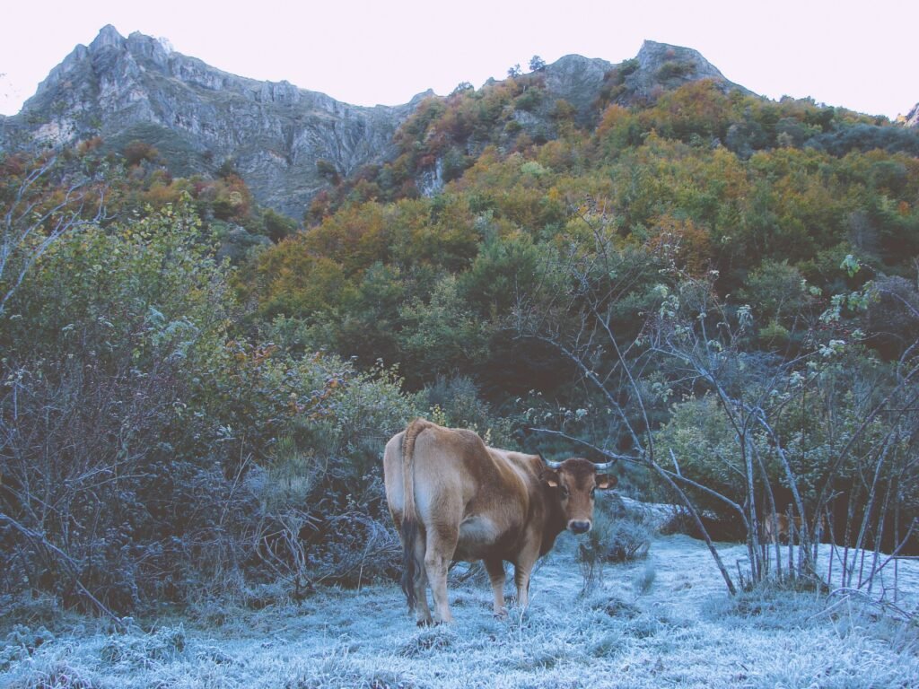 Asturian Valley cattle in frost, Somiedo