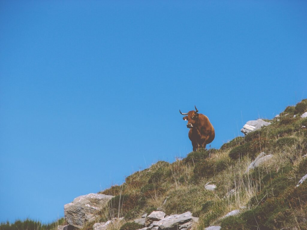 Asturian Valley Cattle