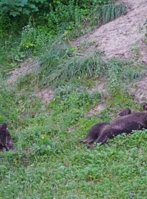 Brown bear with cubs
