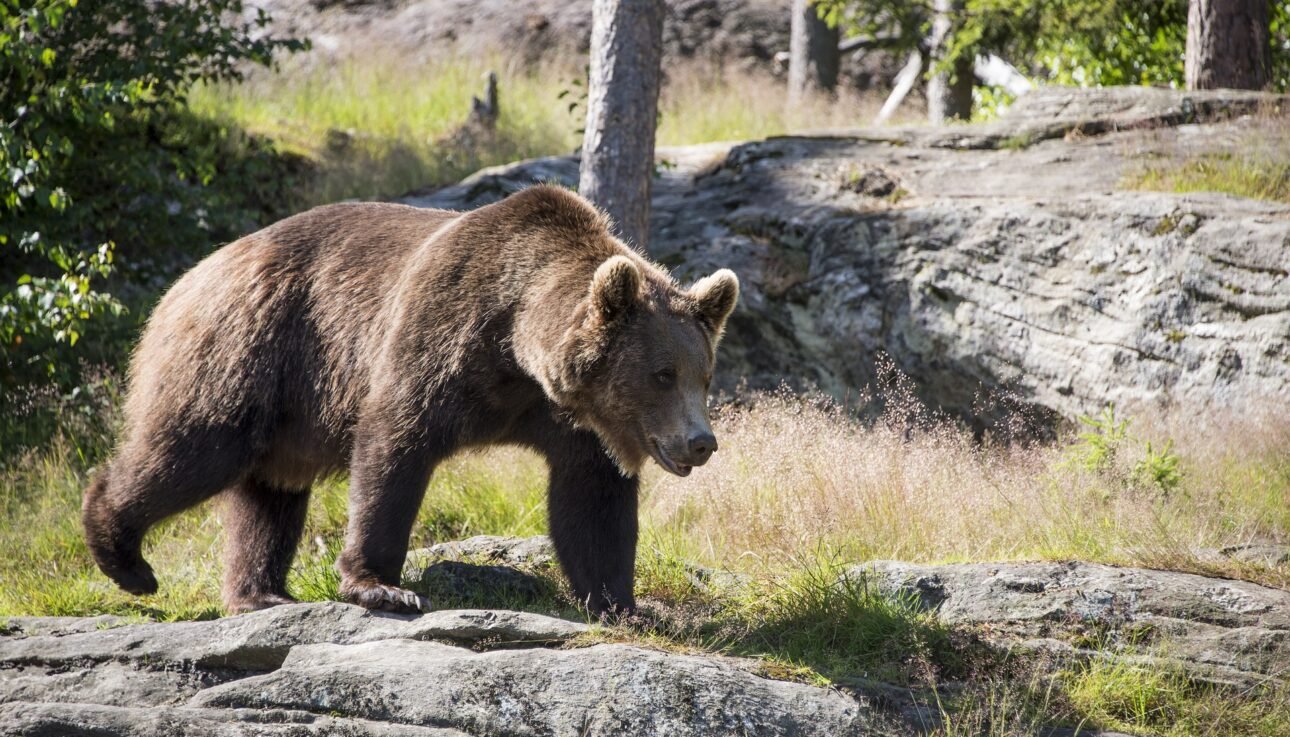Brown bear