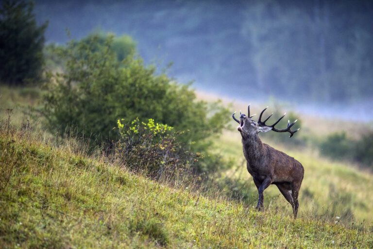 Wildlife Of Asturias Discover Brown Bears Wolves And Wild Cats 