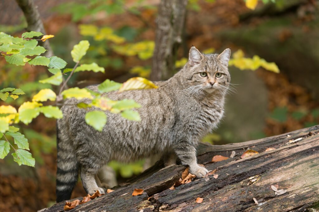 European,Wildcat