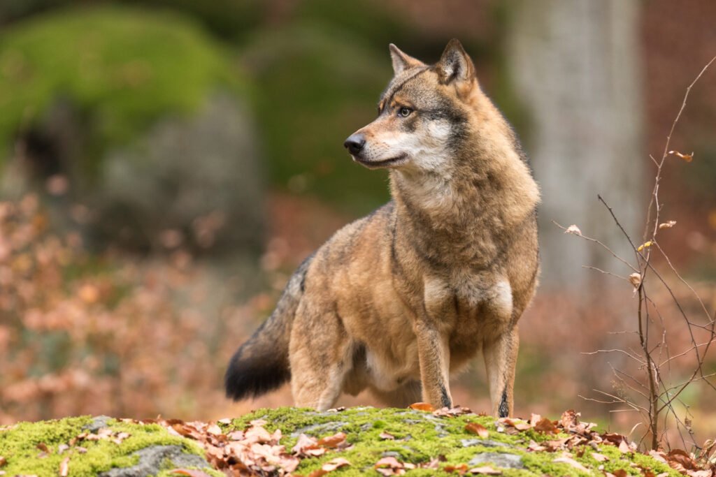 European,Wolf,Standing,On,A,Rock,Covered,With,Green,Moss