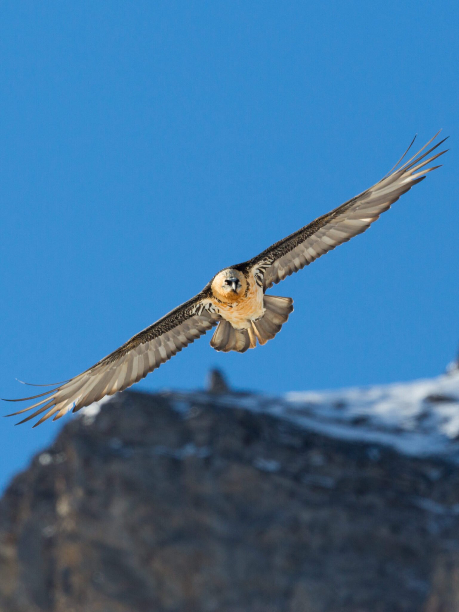 Bearded Vulture