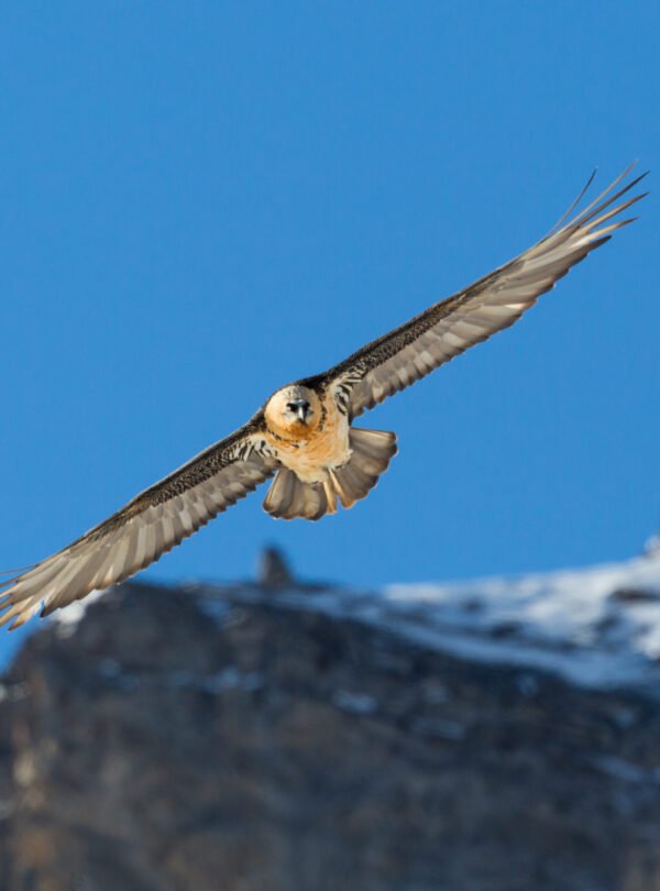 Bearded Vulture